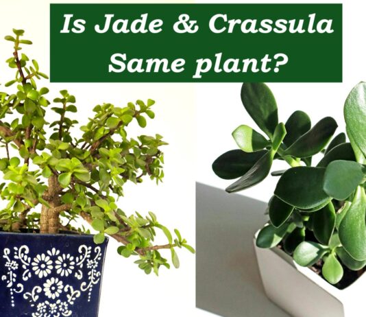 Difference Between the Jade Plant and Crassula Ovata