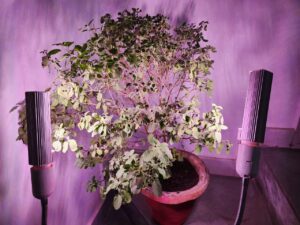 Tulsi plant under grow light indoors during winter for temporary protection