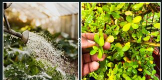 Winter Watering Mistake: I Stopped Watering My Plants This Way and Leaf Yellowing Reduced Winter Watering Mistake