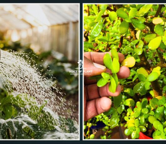 Winter Watering Mistake