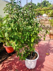 Tulsi plant healthy