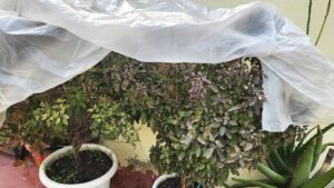 Tulsi plant covered with plastic sheet to protect it from cold, dew, and frost during winter