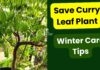 Tips to Care for Curry Leaf Plant in Winter