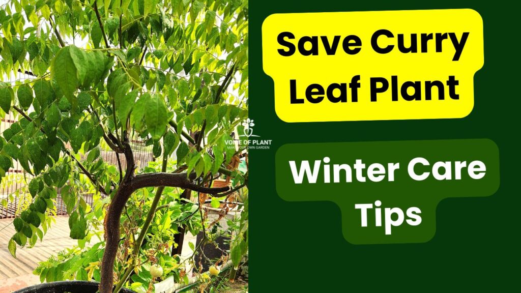 Tips to Care for Curry Leaf Plant in Winter