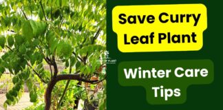 Tips to Care for Curry Leaf Plant in Winter