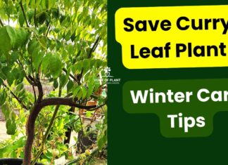 Tips to Care for Curry Leaf Plant in Winter