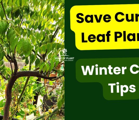 Tips to Care for Curry Leaf Plant in Winter
