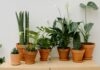 Top 10 Air Purifying Indoor Plants for a Healthier Home Top 10 air purifying indoor plants