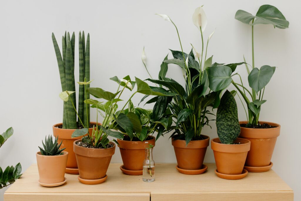 Top 10 air purifying indoor plants