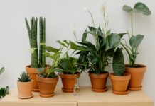 Top 10 air purifying indoor plants