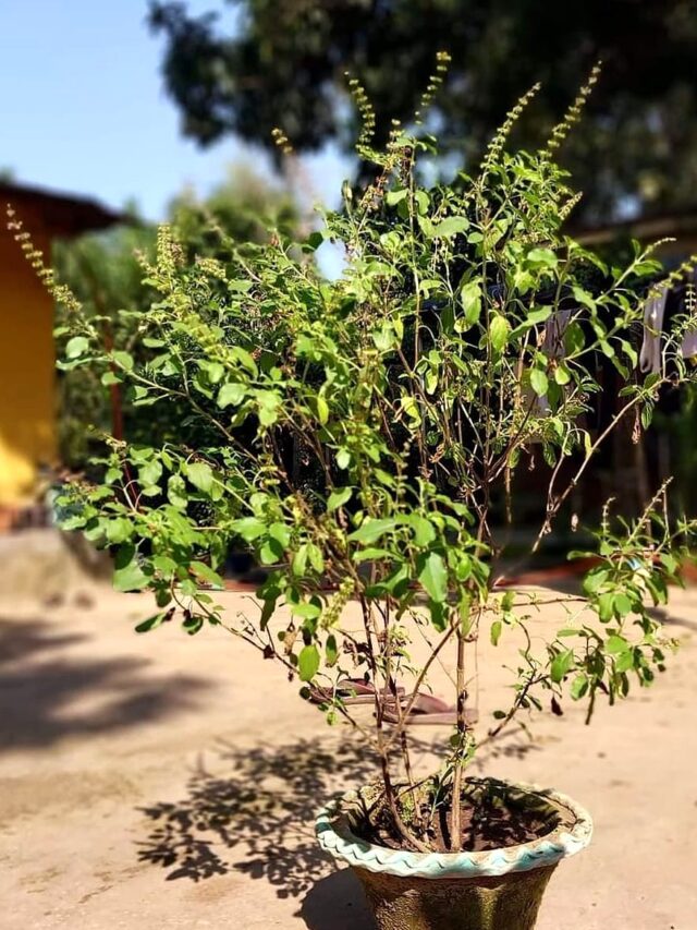 5 Simple Tips to Save Tulsi Plant in Winter (That Really Work)