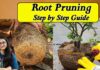 What is Root Pruning? How and When to Do Root Pruning in Plants (Complete Guide) What is root pruning