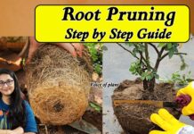 What is Root Pruning? How and When to Do Root Pruning in Plants (Complete Guide) What is root pruning