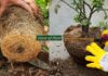 What is Root Pruning? How and When to Do Root Pruning in Plants (Complete Guide) Root pruning of plants
