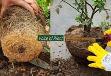 What is Root Pruning? How and When to Do Root Pruning in Plants (Complete Guide) Root pruning of plants