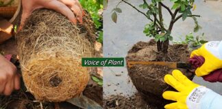 What is Root Pruning? How and When to Do Root Pruning in Plants (Complete Guide) Root pruning of plants