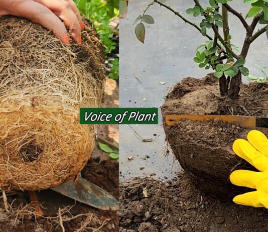 Root pruning of plants