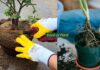 Root pruning of plants