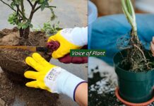 Root Pruning क्या है? पौधों में Root Pruning कैसे और कब करें Root pruning of plants