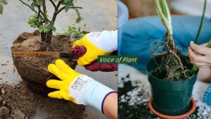 Root pruning of plants