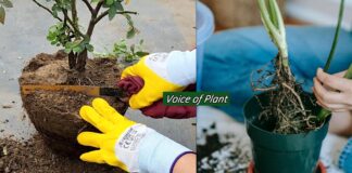 Root pruning of plants