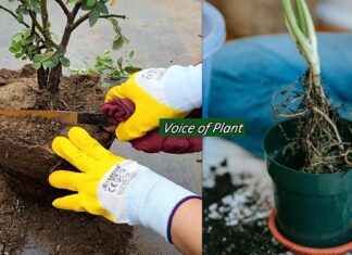 Root Pruning क्या है? पौधों में Root Pruning कैसे और कब करें Root pruning of plants