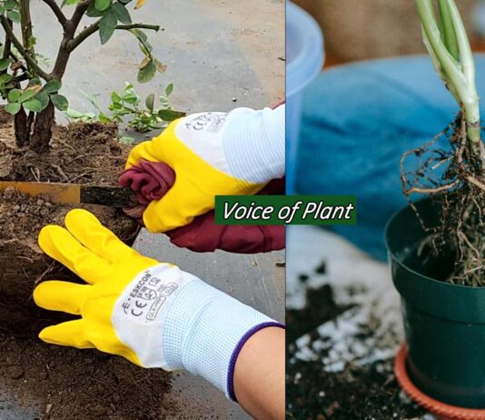 Root pruning of plants