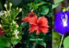 Top 10 Flowers That Bloom in Summer Season