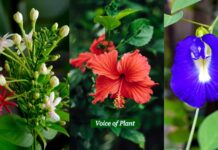 Top 10 Flowers That Bloom in Summer Season – Hibiscus, Passion Flower, Portulaca, Madhukamini & More Top 10 Flowers That Bloom in Summer Season