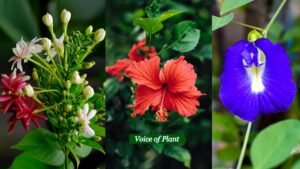 Top 10 Flowers That Bloom in Summer Season