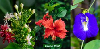 Top 10 Flowers That Bloom in Summer Season