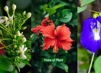 Top 10 Flowers That Bloom in Summer Season