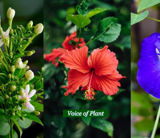 Top 10 Flowers That Bloom in Summer Season