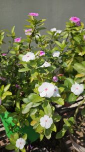 Sadabahar flowering plant