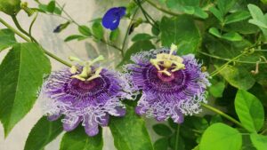 Passion flower (Rakhi Bel) flowering plant