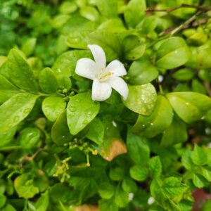 Madhukamini flowering plant