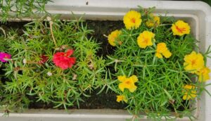Portulaca flowering plant