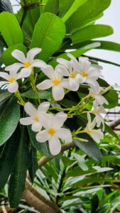 Plumeria flowering plant
