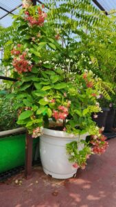 Madhumalati flowering plant