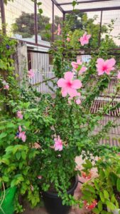 Hibiscus flowering plant 