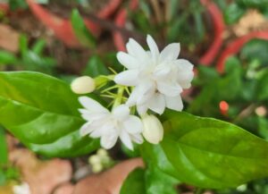 Jasmine (Mogra) flowering plant