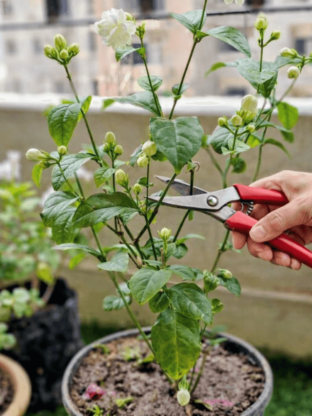 फरवरी मार्च में ऐसे करें मोगरा की प्रूनिंग, भर-भर के फूल आएंगे