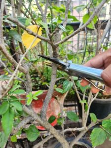 Hard pruning of plants