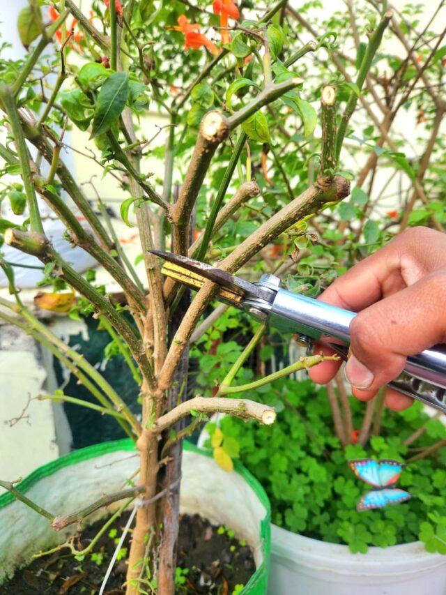 हमें पौधों की हार्ड प्रूनिंग क्यों करनी चाहिए?