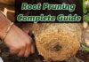 What is root pruning?