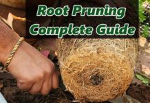 What is Root Pruning? How and When to Do Root Pruning in Plants (Complete Guide) What is root pruning?