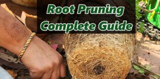 What is Root Pruning? How and When to Do Root Pruning in Plants (Complete Guide) What is root pruning?