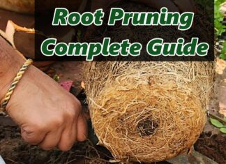 What is Root Pruning? How and When to Do Root Pruning in Plants (Complete Guide) What is root pruning?