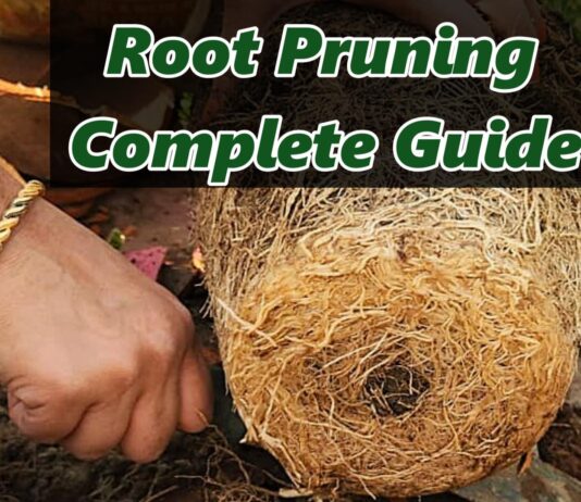 What is root pruning?