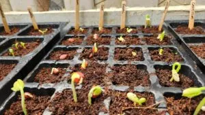 seeds growing